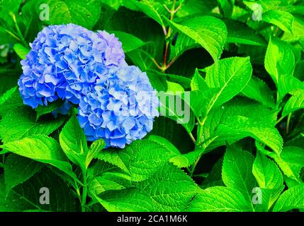 Blaue Hydrangea blüht auf nassen grünen Blättern Stockfoto