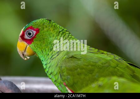 Der weißfrontamazone (Amazona albifrons) ist eine zentralamerikanische Papageienart. Stockfoto