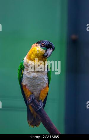 Der Schwarzkopfpapagei (Pionites melanocephalus) ist eine der vier Arten der Gattung Pionites der Familie Psittacidae; Stockfoto