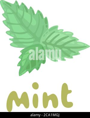 Mint-Symbol. Kulinarisches Kraut. Cartoon frische Minze Blätter auf weißem Hintergrund. Mint-Vektor Clipart-Illustration. Pfefferminze Menthol Blätter isoliert auf weiß Stock Vektor