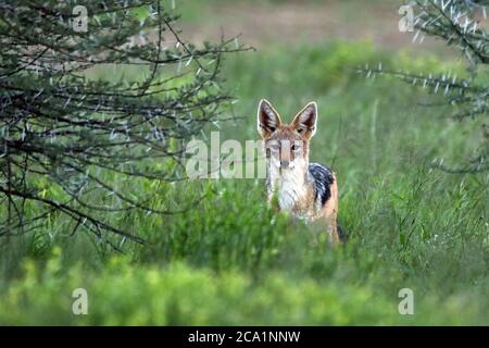 Ein Schwarzrückenschakal (Canis mesomelas) starrt in der Regenzeit im Erindi Private Game Reserve, Erongo Region, Namibia, auf die Kamera. Stockfoto