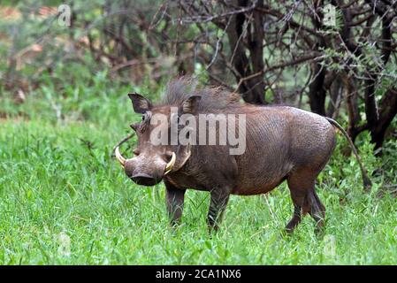 Ein wilder Südwarthog (Phacochoerus africanus) während der Regenzeit im Erindi Private Game Reserve, Erongo Region, Namibia Stockfoto