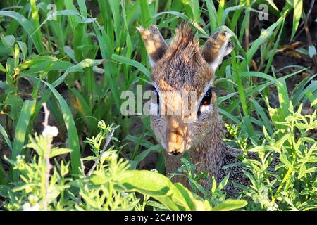 Ein Damara Dik-Dik oder Kirk's Dik-Dik (Maquoda kirkii) im Gras während der Regenzeit im Erindi Reserve in der Erongo Region, Namibia. Stockfoto