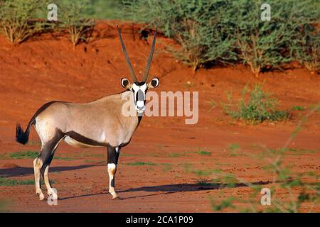 Gemsbok oder Oryx (Oryx gazella) stehen während der Regenzeit im Erindi Private Game Reserve, Namibia, mit Blick auf die Kamera auf rotem Sand. Stockfoto