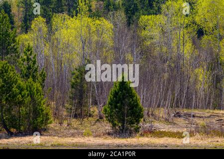 Frühe Frühlingsbelaubung, die in einem Mischwald auf einem Hügel auftaucht, Greater Sudbury, Ontario, Kanada Stockfoto