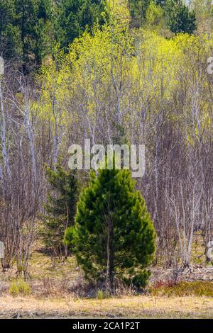 Frühe Frühlingsbelaubung, die in einem Mischwald auf einem Hügel auftaucht, Greater Sudbury, Ontario, Kanada Stockfoto