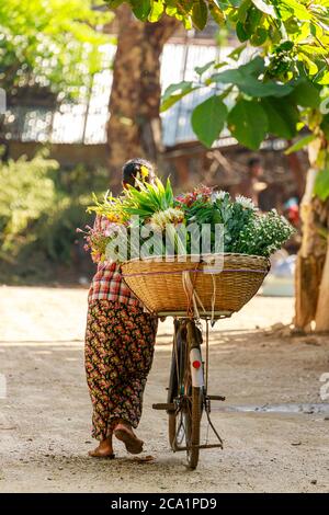 Bagan/Myanmar - 4. Oktober 2019: Eine burmesische Frau trägt ein Fahrrad mit einem großen Blumenkorb, um es auf dem Morgenmarkt zu verkaufen. Stockfoto