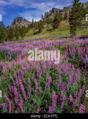 Lupine, Horse Meadow, Emigrant Wilderness, Stanislaus National Forest, Sierra Nevada Mountains, Kalifornien Stockfoto