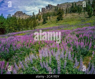 Silberlupine, Horse Meadow, Emigrant Wilderness, Stanislaus National Forest, Sierra Nevada Mountains, Kalifornien Stockfoto