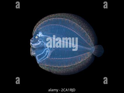 pfauenflunder Larve, Bothus lunatus, fotografiert während einer während Schwarzwasser-Drift-Tauchgang, im offenen Ozean bei 30 Fuß mit Boden bei 600 plus Fuß belo Stockfoto