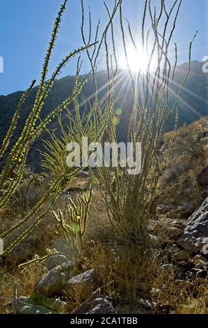 Ocotillo Kaktus mit langen spindeligen Zweigen ragen in der stark trockenen Wüste des Anza-Borrego State Park im Süden Kaliforniens heraus. Stockfoto