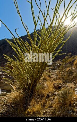 Ocotillo Kaktus mit langen spindeligen Zweigen ragen in der stark trockenen Wüste des Anza-Borrego State Park im Süden Kaliforniens heraus. Stockfoto