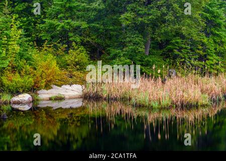 Kattails entlang der Küste eines Feuchtgebiets im Frühjahr, Greater Sudbury, Ontario, Kanada Stockfoto