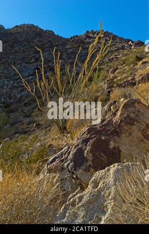 Ocotillo Kaktus mit langen spindeligen Zweigen ragen in der stark trockenen Wüste des Anza-Borrego State Park im Süden Kaliforniens heraus. Stockfoto