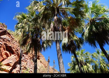 Gregory River Cabbage Palms and Red Gorge of Boodjamulla (Lawn Hill) National Park, Outback Queensland, Australien Stockfoto