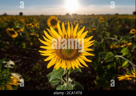 Brihuega, Spanien. August 2020. Sonnenblumen in einer Plantage während Sonnenuntergang im Sommer. Der Sonnenblumenanbau ist eine der wichtigsten Trockenlandrotationen in Spanien. Quelle: Marcos del Mazo/Alamy Live News Stockfoto