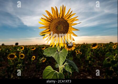 Brihuega, Spanien. August 2020. Sonnenblumen in einer Plantage während Sonnenuntergang im Sommer. Der Sonnenblumenanbau ist eine der wichtigsten Trockenlandrotationen in Spanien. Quelle: Marcos del Mazo/Alamy Live News Stockfoto
