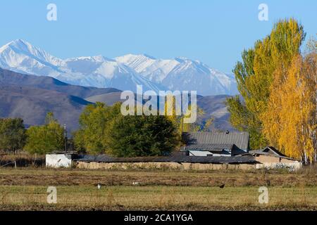 Land Kirgisistan in Zentralasien mit schneebedeckten Bergen dahinter. Ländliche Gegend mit Bergkette mit Schnee dahinter. Sonniger Tag in der Herbstsaison. Stockfoto