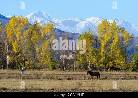 Land Kirgisistan in Zentralasien mit Herbstbäumen und schneebedeckten Bergkette dahinter. Landwirtschaft im ländlichen kirgisischen Gebiet in der Provinz Chuy. Stockfoto