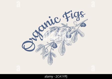 Frisches Feigenabzeichen. Fruit Foliage Etikett oder Logo. Detox Gewürz. Laub, Pflanze und Ast. Vektor graviert handgezeichnete Skizze für Stempel, T-Shirt oder Stock Vektor