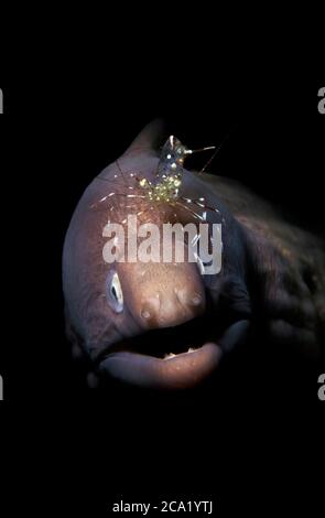 Barred Moray, Uropterygius fasciolatus, wird von einem Cleaner Shrimp, Anilao, Batangas, Philippinen gewartet. Pazifik Stockfoto