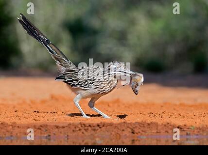 Großer Roadrunner, Geococcyx californianus, mit einer Beutemaus, Mus sp., Texas, USA Stockfoto