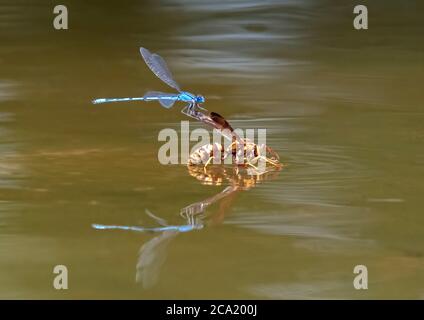 Bekannte Blauen-Damselfliege, Enallagma civile, Landung auf Papierwespe, Polistes sp., während es einen Drink in einem Teich nimmt.,Texas, USA Stockfoto