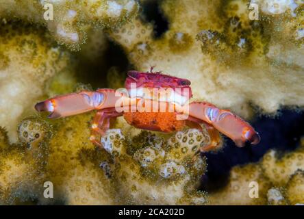 Guard Crab, Trapezia sp., mit einem Gelege aus Eiern, Verteidigung seiner Wirt Acropora Koralle, Tulamben, Bali, Indonesien. Pazifik Stockfoto