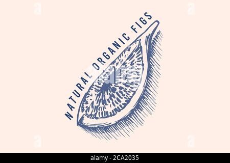 Frisches Feigenabzeichen. Etikett oder Logo für getrocknete Früchte. Stücke schneiden. Detox Gewürz. Vektor graviert handgezeichnete Skizze für Stempel, T-Shirt oder Typografie oder Stock Vektor