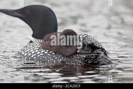 Zwei gemeinsame Loon Küken auf Erwachsenen Rücken ein Peeking unter Flügel Stockfoto