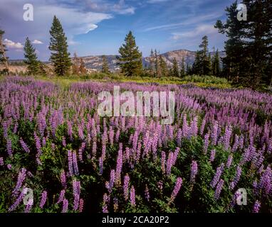 Lupine, Horse Meadow, Emigrant Wilderness, Stanislaus National Forest, Sierra Nevada Mountains, Kalifornien Stockfoto