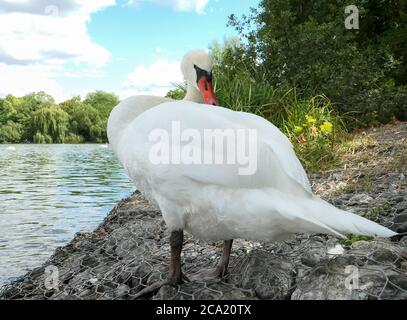 Nahaufnahme eines tuberkulierten Schwans. Wasservogel auf einem See im Sommer. Tier, das auf die Kamera schaut. Selektiver Fokus, absichtlich verschwommener Hintergrund. Stockfoto