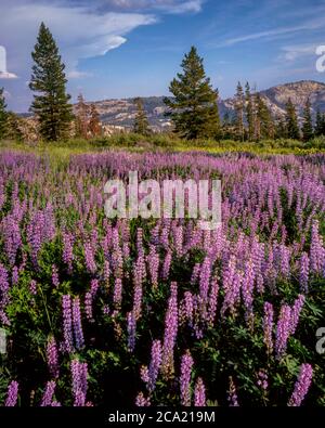 Lupine, Horse Meadow, Emigrant Wilderness, Stanislaus National Forest, Sierra Nevada Mountains, Kalifornien Stockfoto