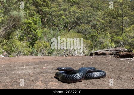 Rotbauchige Schwarze Schlange, die sich im natürlichen Buschland von Sydney Australia sonnt Stockfoto