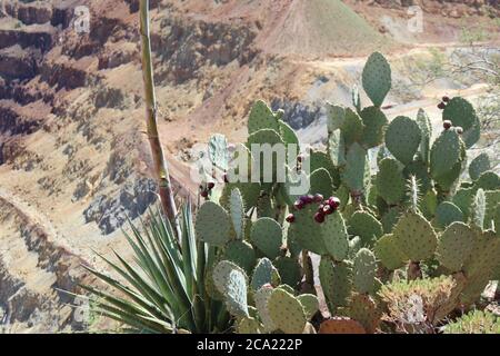 Eine stachelige Birne und eine Agavenpflanze, die über der alten, verlassenen Queen Mine außerhalb von Bisbee, Arizona, wächst. Stockfoto