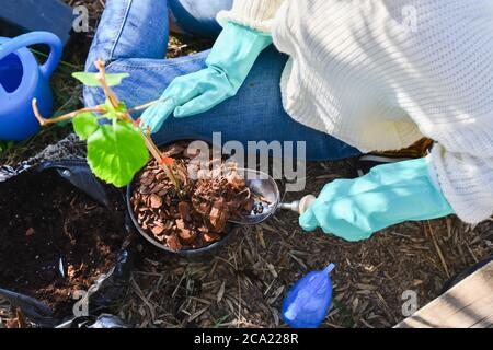 Frau verwendet eine Kelle, um Rinde auf eine Topfpflanze zu setzen, während sie von einer Sprühflasche, einem Beutel Erde und einer Plastikbewässerungsdose umgeben wird. Gartenkonzept. Stockfoto