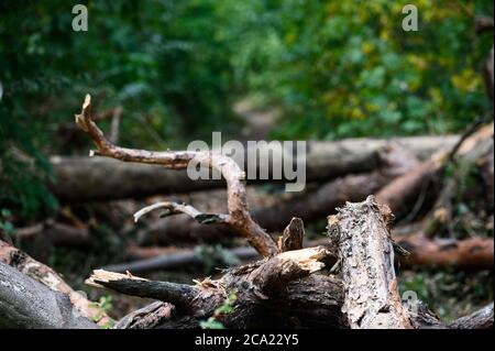 Mainz, Deutschland. August 2020. Ein Waldweg im Naturschutzgebiet Lennebergwald ist durch umherliegende Äste und Baumstämme blockiert. Derzeit müssen im Naturschutzgebiet Bäume, die durch die Dürre beschädigt wurden, abgeschlagen werden. Nach Angaben des Umweltministeriums schädigt die anhaltende Dürre den Wald in Rheinland-Pfalz ernsthaft. Etwa zwei Millionen Bäume mussten in diesem Jahr bereits abgeschlagen werden, etwa doppelt so viele wie im gleichen Zeitraum des Vorjahres. (To dpa 'Rought betrifft Wälder - zwei Millionen Bäume mussten abgeholzt werden') Quelle: Andreas Arnold/dpa/Alamy Live News Stockfoto