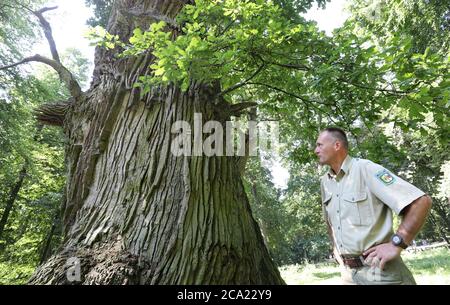 Ivenack, Deutschland. Juli 2020. Ralf Hecker, Leiter des zuständigen Forstamtes in Stavenhagen, steht neben einer der tausendjährigen Eichen. Experten zufolge geht es den 800 bis 1050 Jahre alten englischen Eichen im ehemaligen "Hudewald" im Ivenack Zoo überraschend gut, die Dürre kann ihnen keinen Schaden zufügen. Die gute Lage mit lehmigem Boden am Ivenack-See ist möglicherweise der entscheidende Faktor. Quelle: Bernd Wüstneck/dpa-Zentralbild/dpa/Alamy Live News Stockfoto