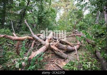 Mainz, Deutschland. August 2020. Ein Waldweg im Naturschutzgebiet Lennebergwald ist durch umherliegende Äste und Baumstämme blockiert. Derzeit müssen im Naturschutzgebiet Bäume, die durch die Dürre beschädigt wurden, abgeschlagen werden. Nach Angaben des Umweltministeriums schädigt die anhaltende Dürre den Wald in Rheinland-Pfalz ernsthaft. Etwa zwei Millionen Bäume mussten in diesem Jahr bereits abgeschlagen werden, etwa doppelt so viele wie im gleichen Zeitraum des Vorjahres. (To dpa 'Rought betrifft Wälder - zwei Millionen Bäume mussten abgeholzt werden') Quelle: Andreas Arnold/dpa/Alamy Live News Stockfoto