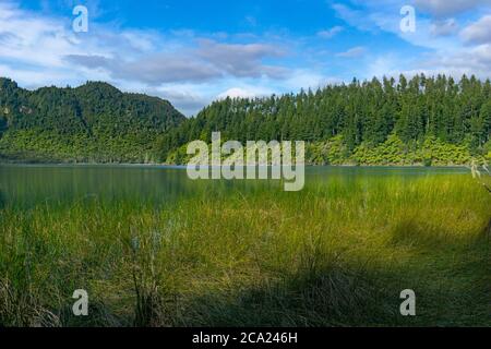 Blick auf den Blue Lake über Schilf am Rand zu Baumfrerns auf der anderen Seite und Plantagenkiefern dahinter. Stockfoto