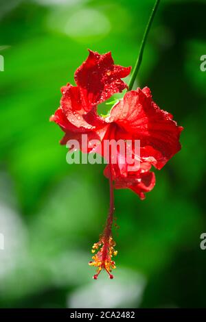 Hibiscus Rosa-sinensis Chinesischer Hibiskus in Bangladesch Stockfoto