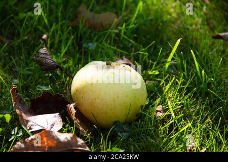 Ernte Herbst. Gelber Apfel auf grünem Gras Nahaufnahme. Natürliches Sonnenlicht am frühen Morgen. Gefallener Appless im Garten.Platz für eine Inschrift Stockfoto