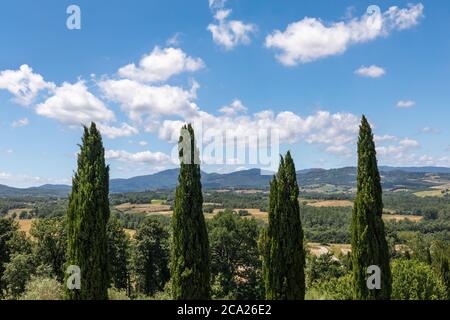 Ikonische tuskanische Landschaft, mit den Kronen von vier Zypressen symmetrisch ausgerichtet, unter einem blauen Himmel mit geschwollenen Wolken