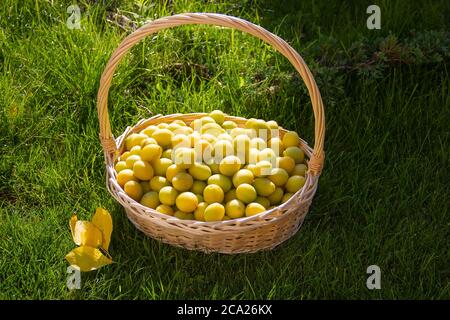 Gelbe Pflaume im Korb. Pflaume auf einem Hintergrund von grünem Rasen gesammelt. Helle und saftige Pflaume im Garten.Frische reife Pflaumen im Weidenkorb Stockfoto