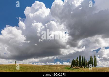 Weitwinkelansicht der ikonischen Zypressengruppe in der Landschaft der Tuskanier, unter einem blauen Sommerhimmel mit dicken geschwollenen Wolken Stockfoto