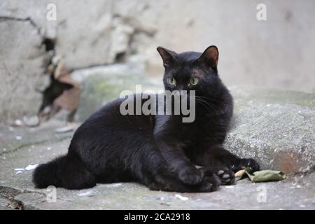 schwarze Katze auf der Straße liegend Stockfoto