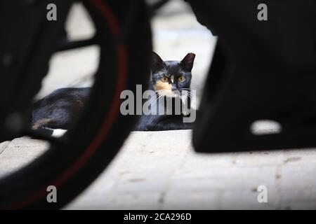 Schildkrötenfell Gesicht Katze auf der Straße liegen Stockfoto