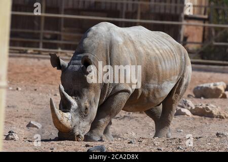 Ein weißes Nashorn oder quadratisches Nashorn (Ceratotherium simum) aus nächster Nähe, das durch den trockenen Wüstenschmutzes geht. Stockfoto