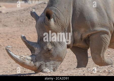 Ein weißes Nashorn oder quadratisches Nashorn (Ceratotherium simum) aus nächster Nähe, das durch den trockenen Wüstenschmutzes geht. Stockfoto