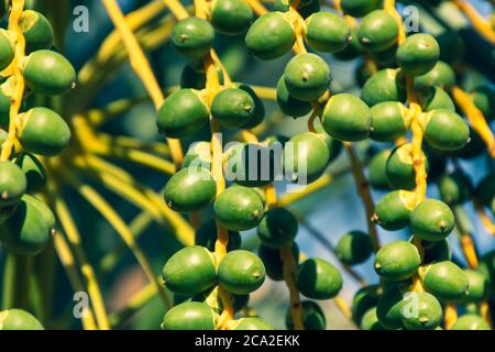 Datteln aus nächster Nähe auf einem Baum im Nahen Osten - Vereinigte Arabische Emirate oder Saudi-Arabien. Stockfoto